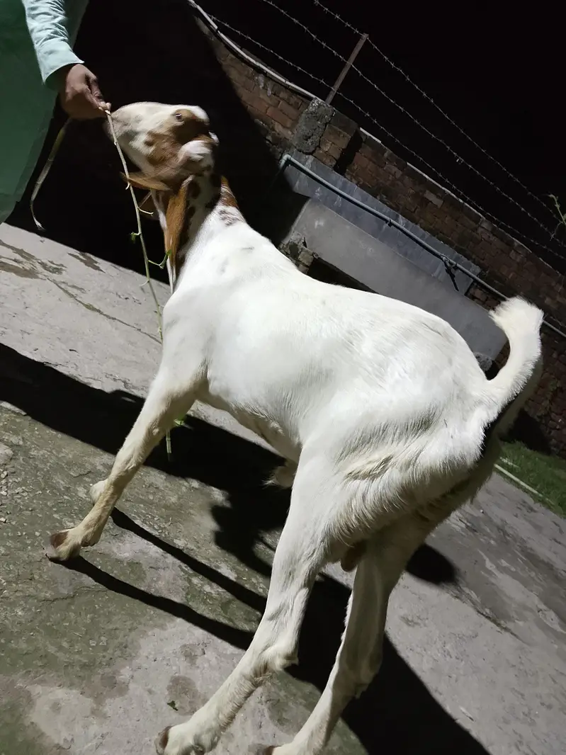 Mix Breed Goat for sale — photo 3