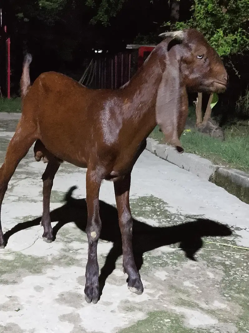 Mix Breed Goat for sale — photo 4