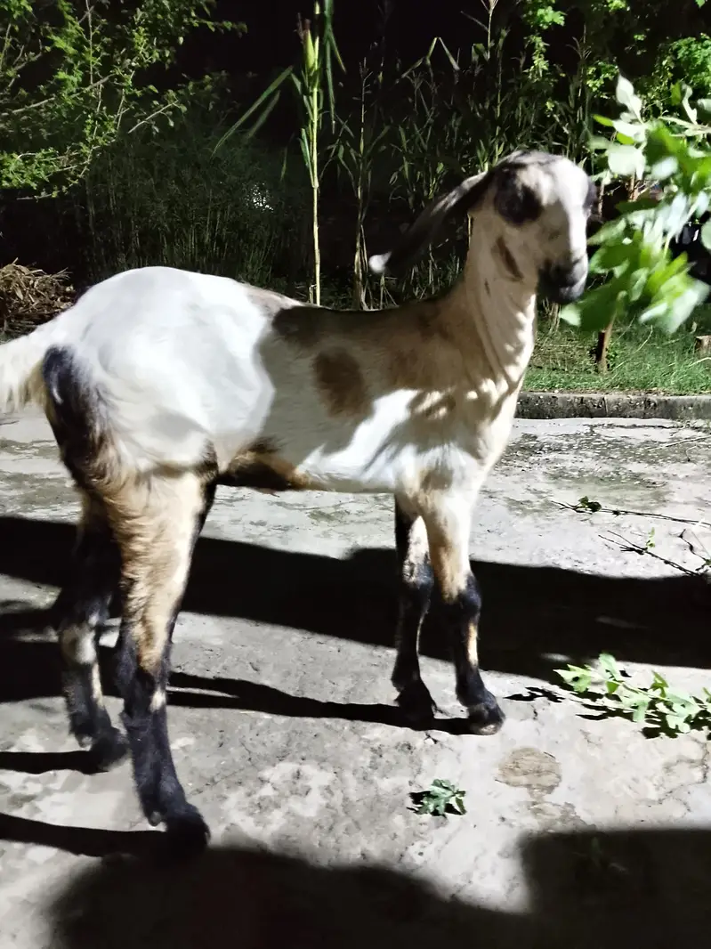Mix Breed Goat for sale — photo 5