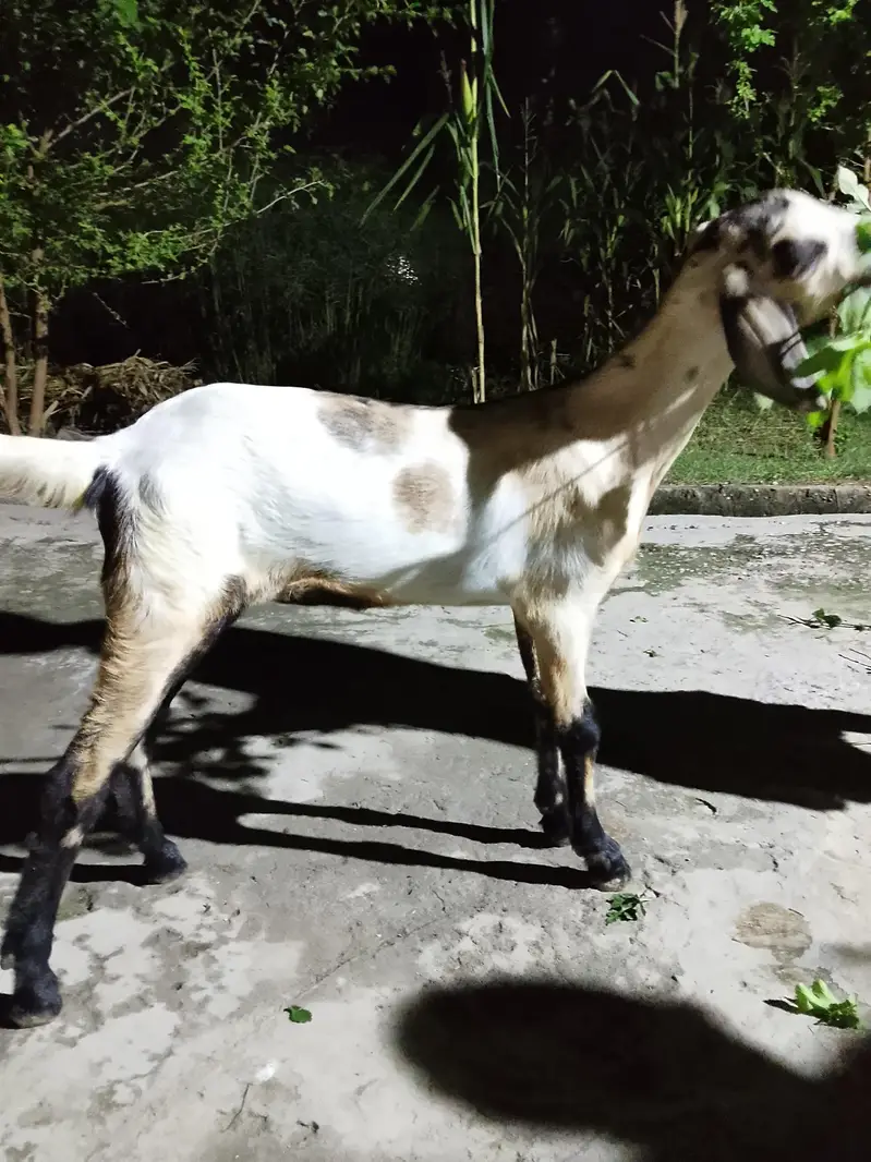 Mix Breed Goat for sale — photo 6