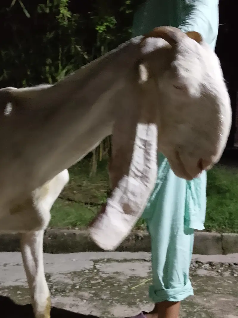 Mix Breed Goat for sale — photo 7