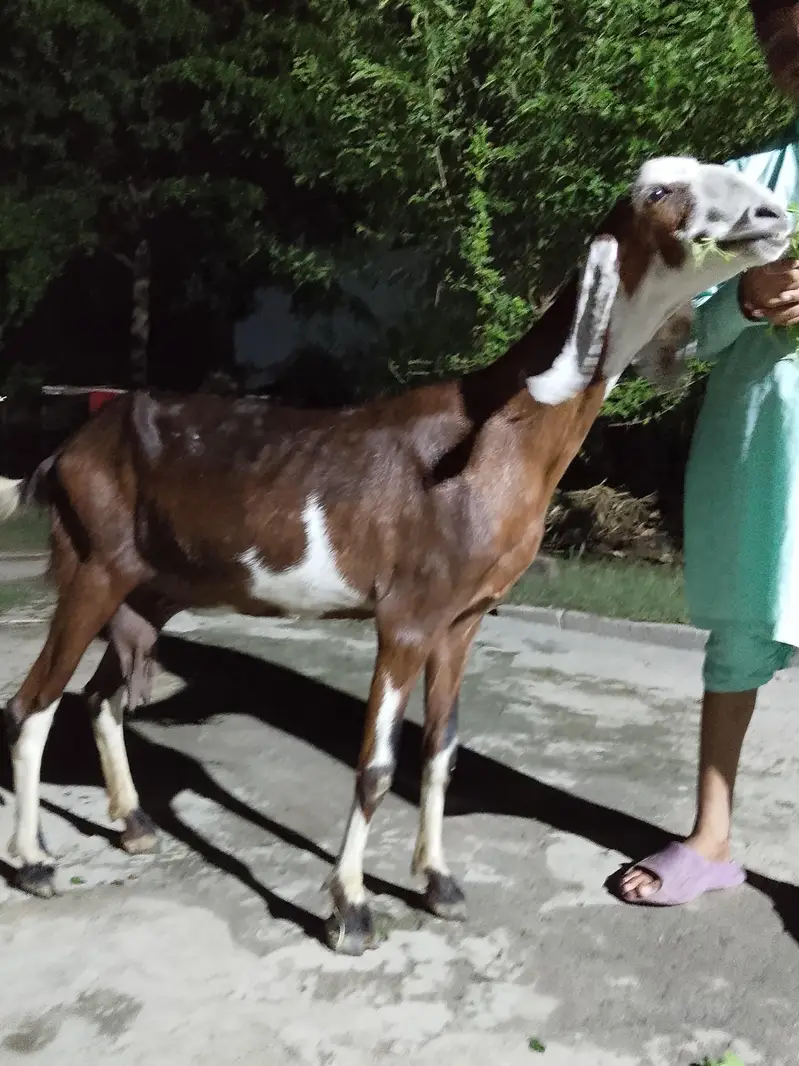 Mix Breed Goat for sale — photo 8