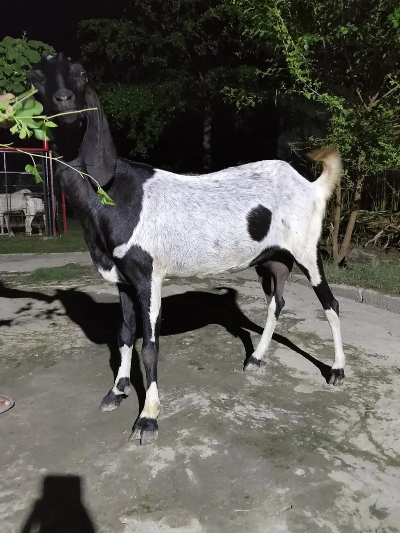 Mix Breed Goat for sale — photo 9