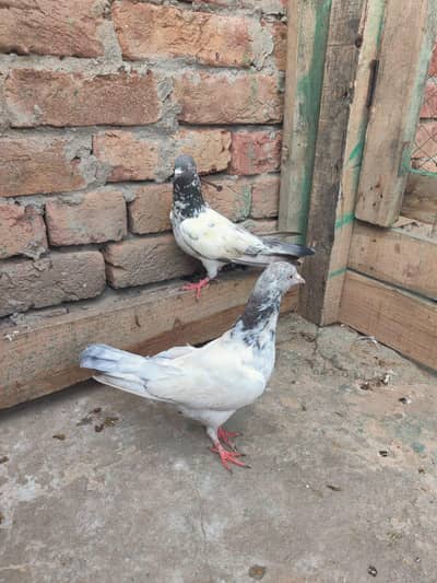 pigeon forsale