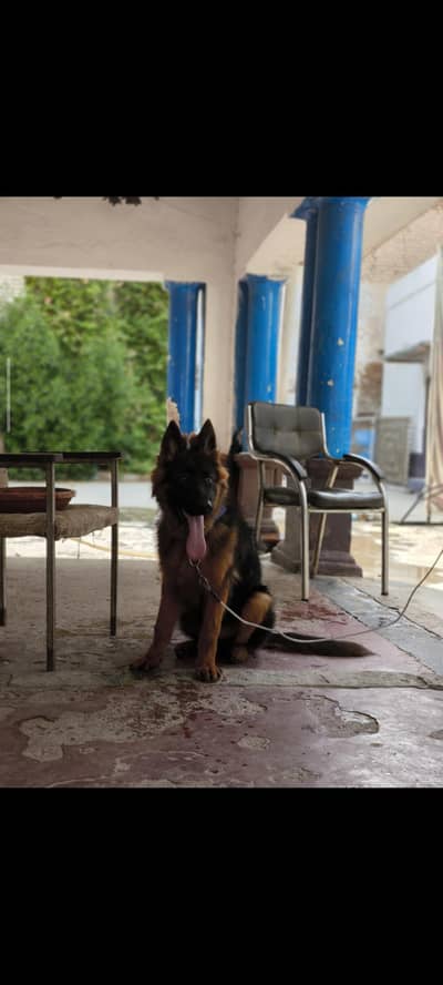 German shepherd long coat male puppy