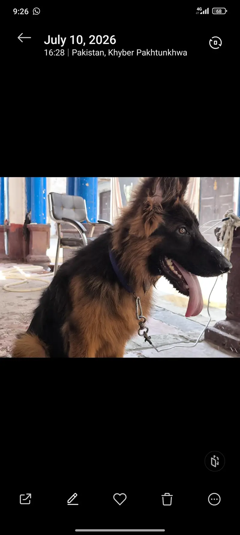 German shepherd long coat male puppy — photo 2
