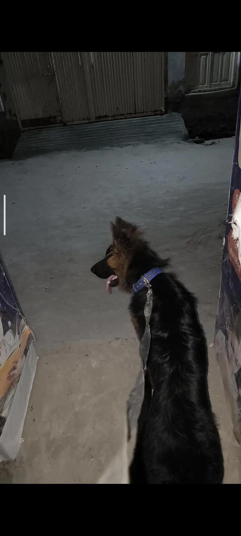 German shepherd long coat male puppy — photo 3