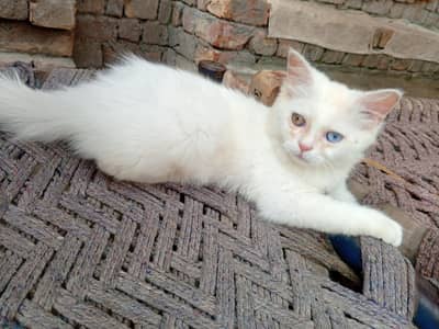 odd eye fully trained female cat kitten