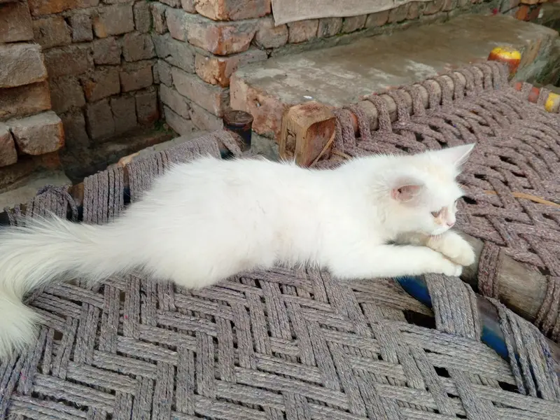 odd eye fully trained female cat kitten — photo 2