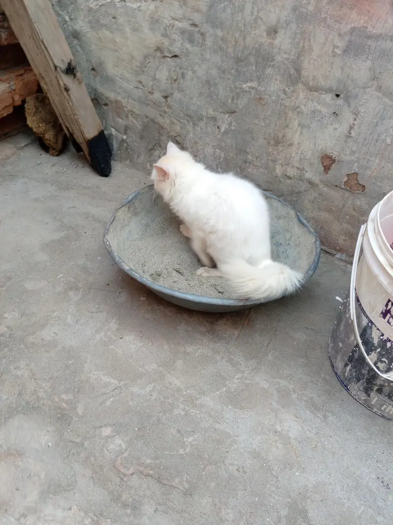odd eye fully trained female cat kitten — photo 3