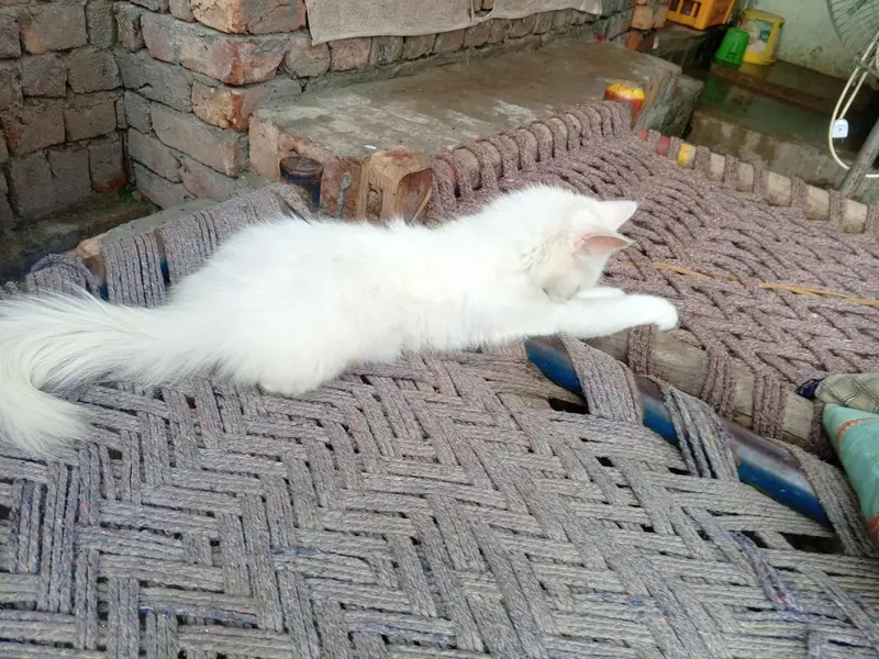 odd eye fully trained female cat kitten — photo 4