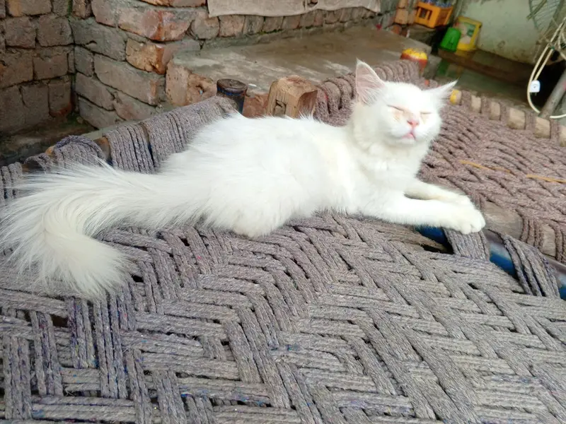 odd eye fully trained female cat kitten — photo 5