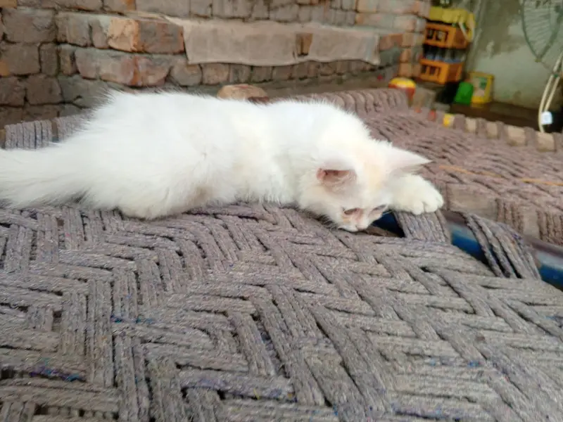 odd eye fully trained female cat kitten — photo 6