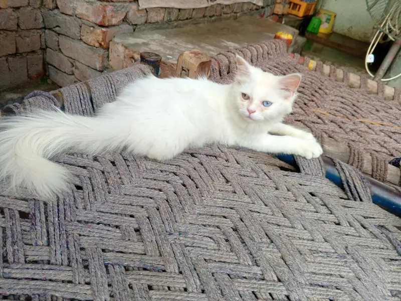 odd eye fully trained female cat kitten — photo 7