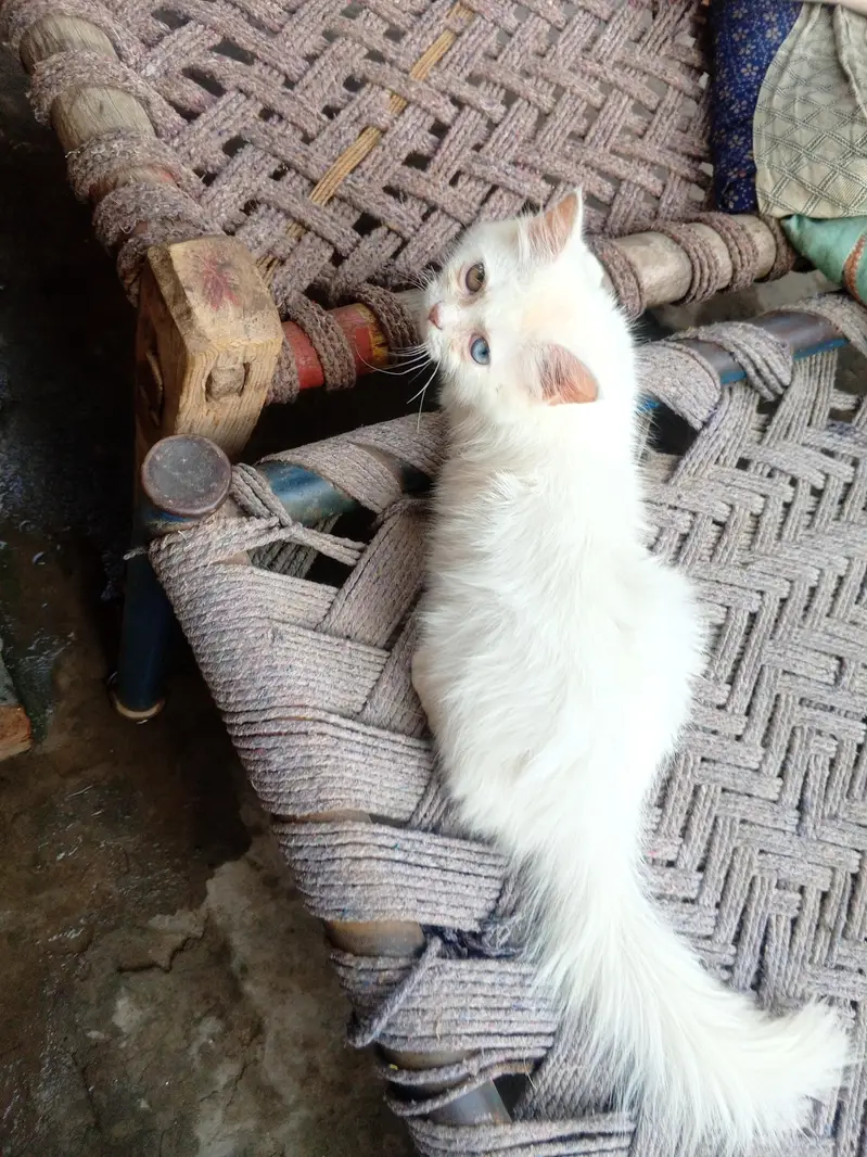 odd eye fully trained female cat kitten — photo 8