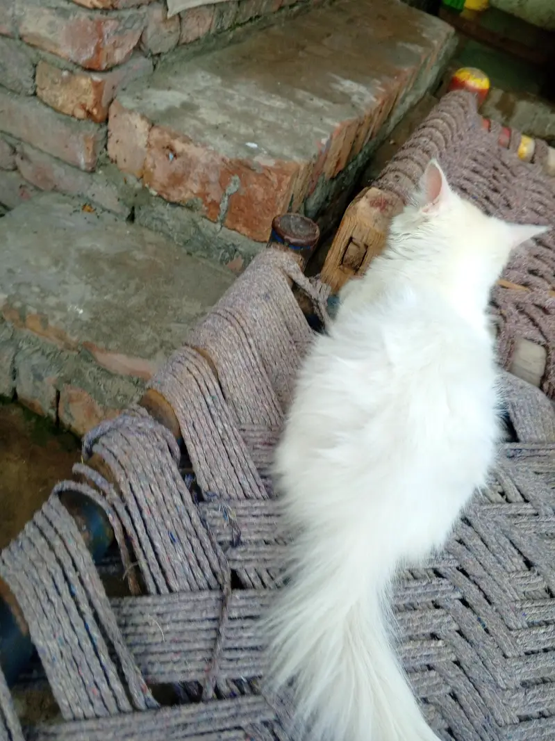 odd eye fully trained female cat kitten — photo 9