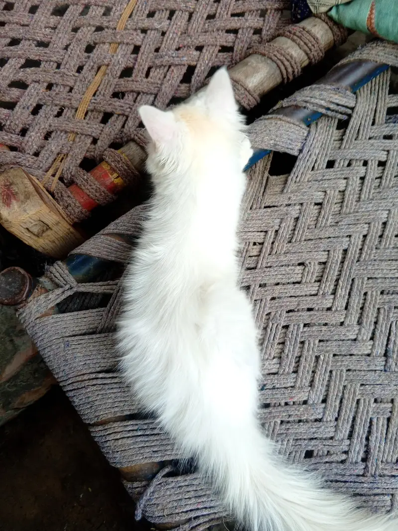 odd eye fully trained female cat kitten — photo 10