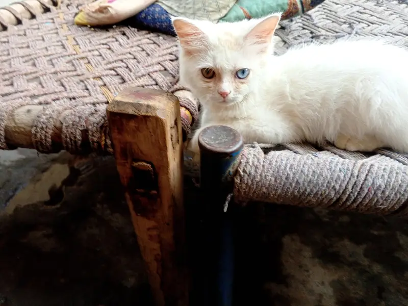 odd eye fully trained female cat kitten — photo 11