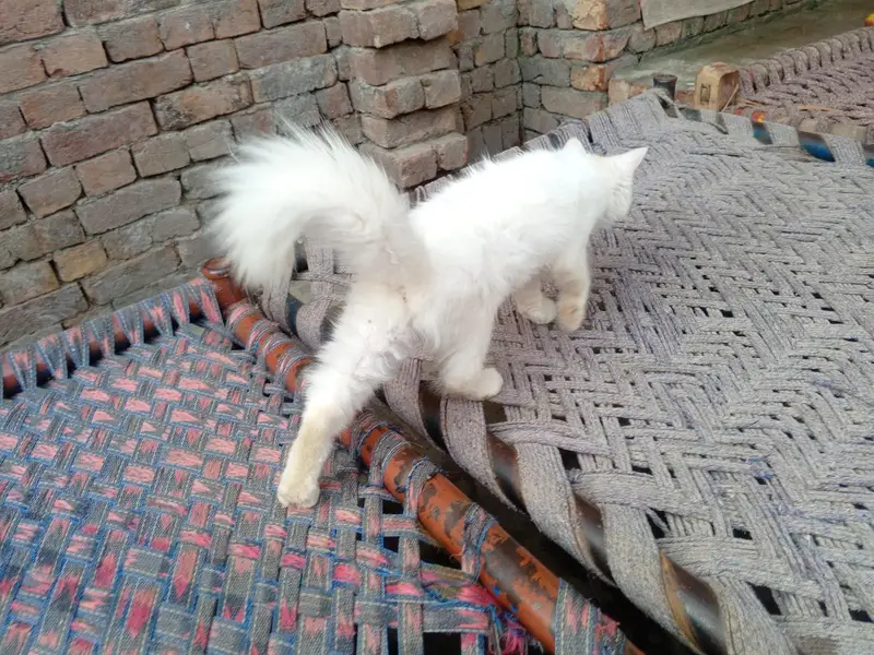 odd eye fully trained female cat kitten — photo 12