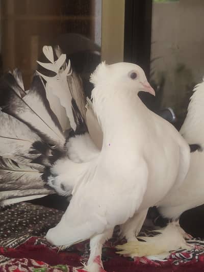 good quality laka pigeon (kabotar)