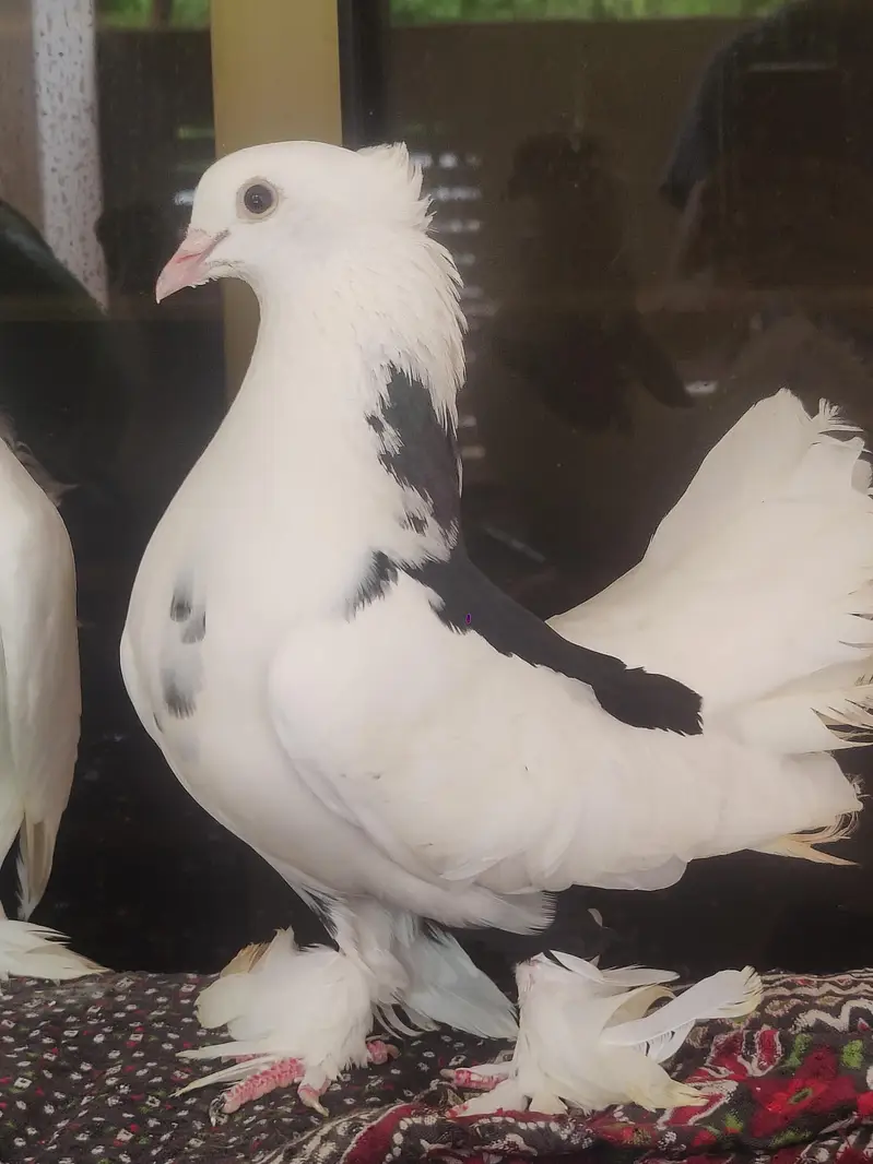 good quality laka pigeon (kabotar) — photo 2