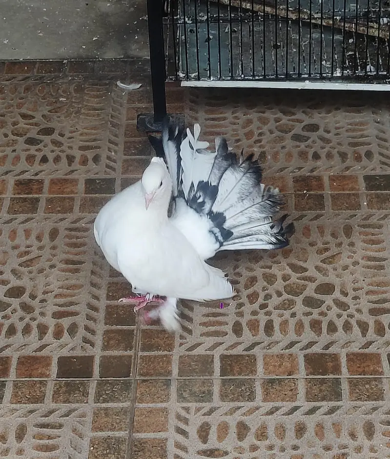 good quality laka pigeon (kabotar) — photo 3