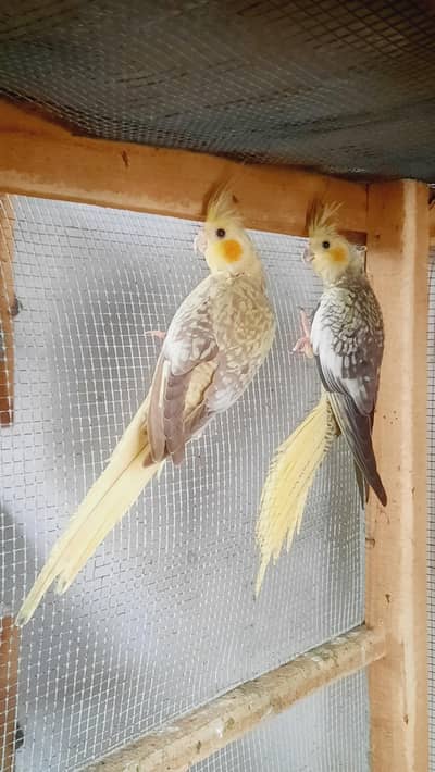 Cocktail Pair