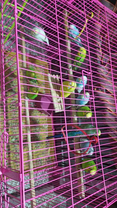 Australian Parrots