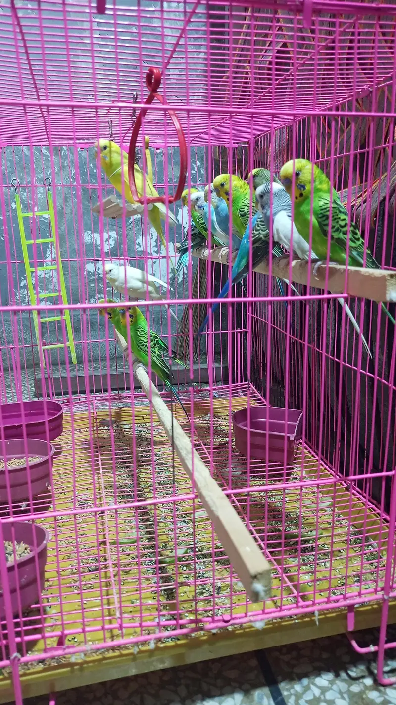 Australian Parrots — photo 2