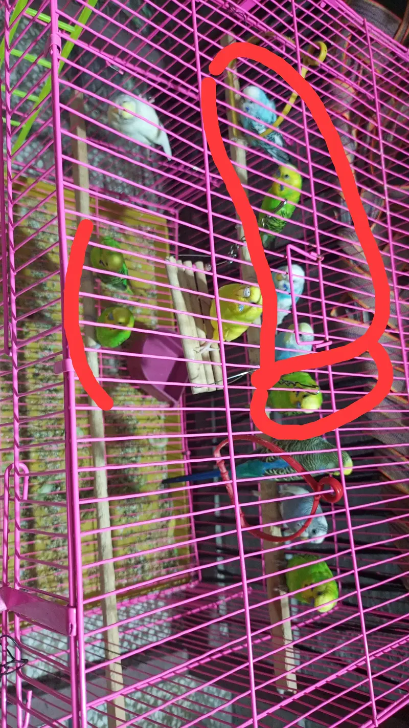 Australian Parrots — photo 3