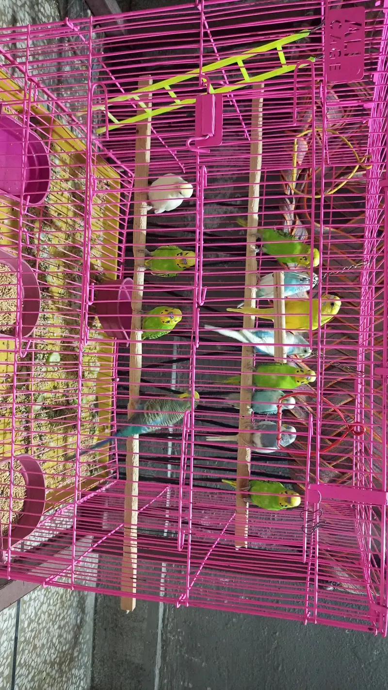 Australian Parrots — photo 4