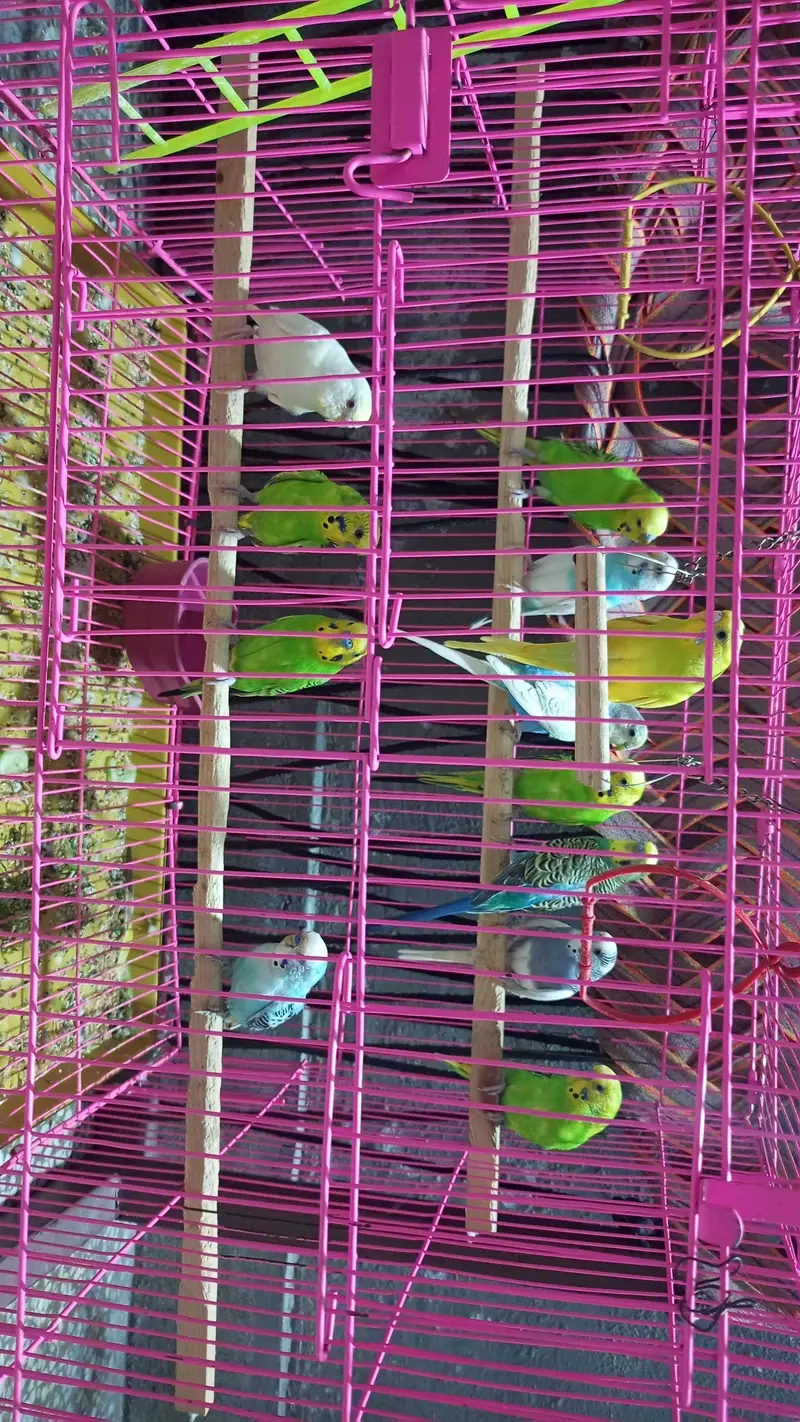 Australian Parrots — photo 5