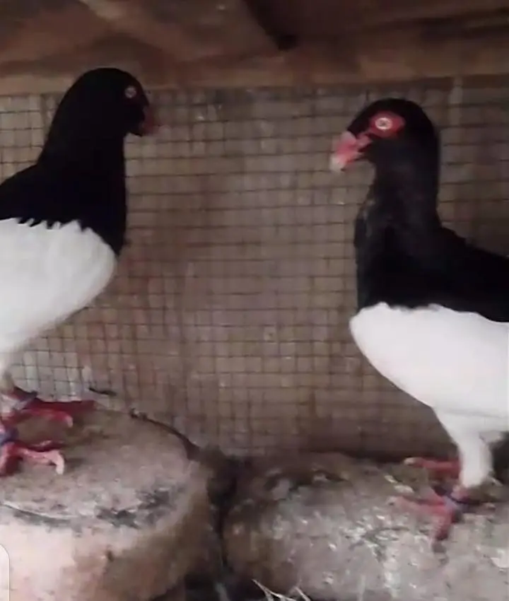 high quality daish 2 males — photo 2