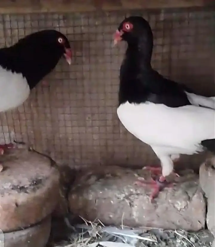 high quality daish 2 males — photo 3