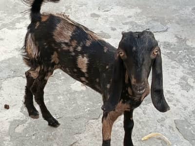 Beautiful 6-Month Female Goat (Makhi Cheeni / Beetal Cross)