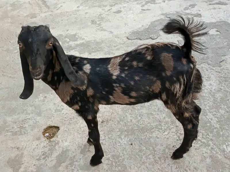Beautiful 6-Month Female Goat (Makhi Cheeni / Beetal Cross) — photo 2