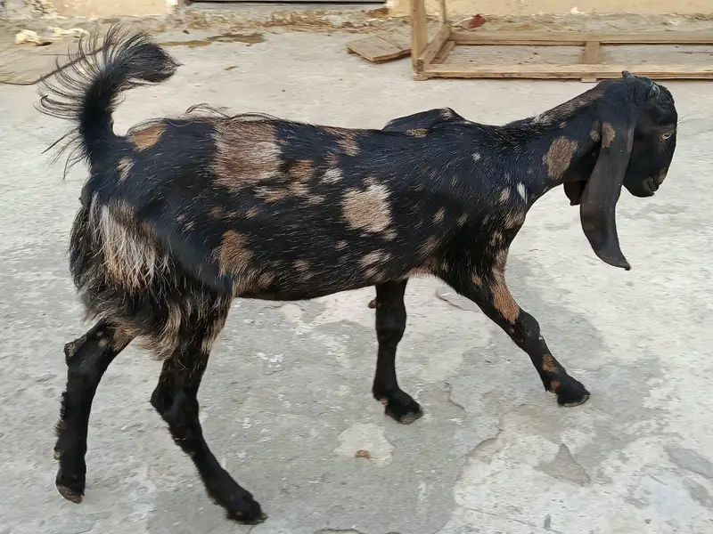Beautiful 6-Month Female Goat (Makhi Cheeni / Beetal Cross) — photo 3