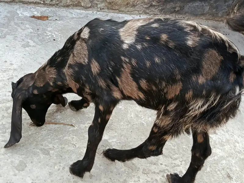 Beautiful 6-Month Female Goat (Makhi Cheeni / Beetal Cross) — photo 4