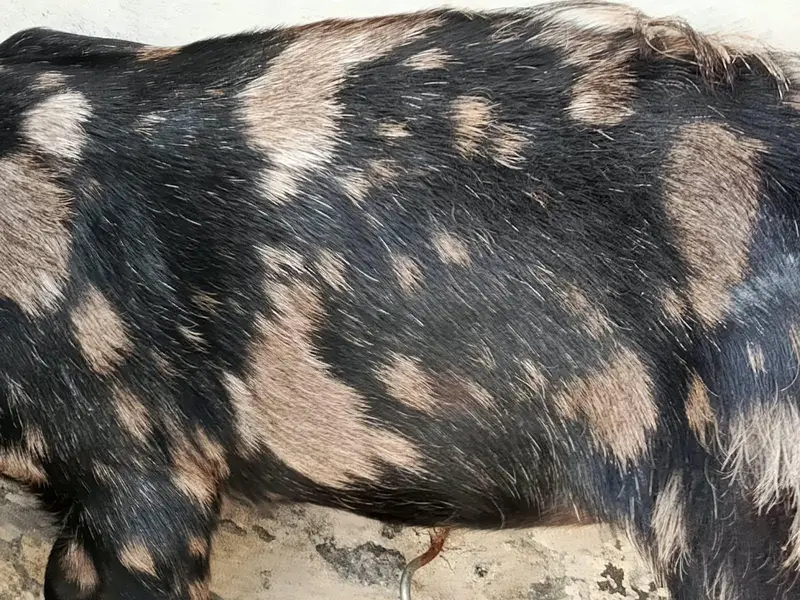 Beautiful 6-Month Female Goat (Makhi Cheeni / Beetal Cross) — photo 5