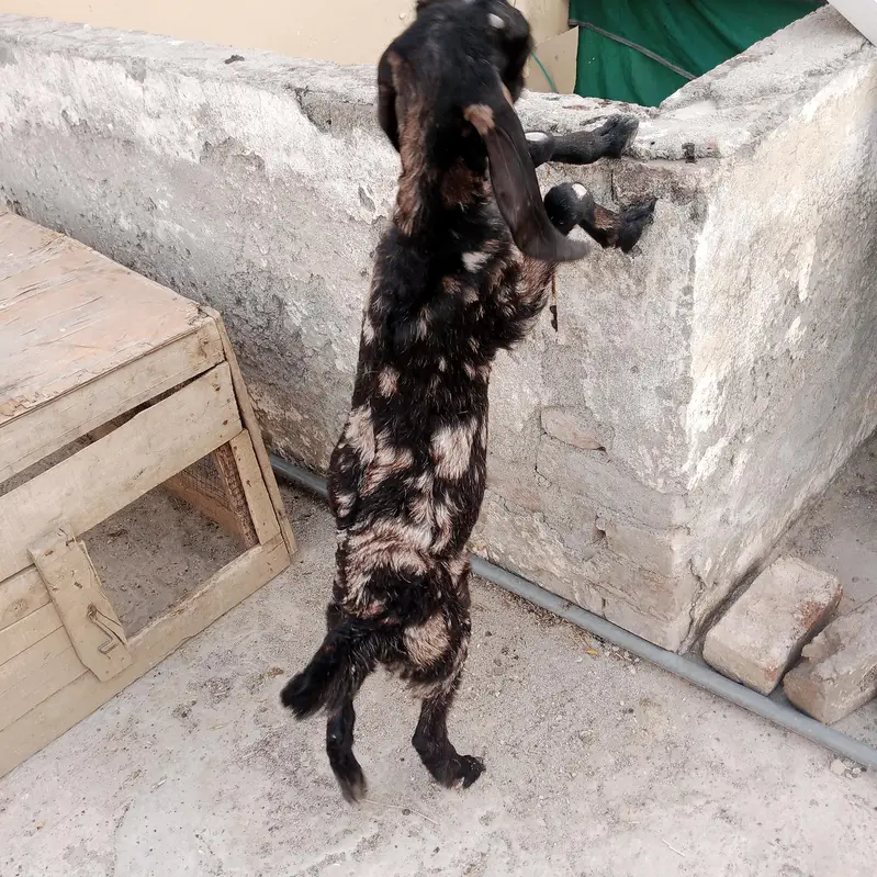 Beautiful 6-Month Female Goat (Makhi Cheeni / Beetal Cross) — photo 6