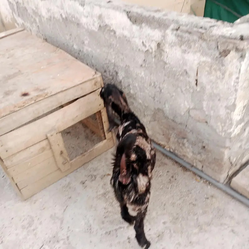 Beautiful 6-Month Female Goat (Makhi Cheeni / Beetal Cross) — photo 7