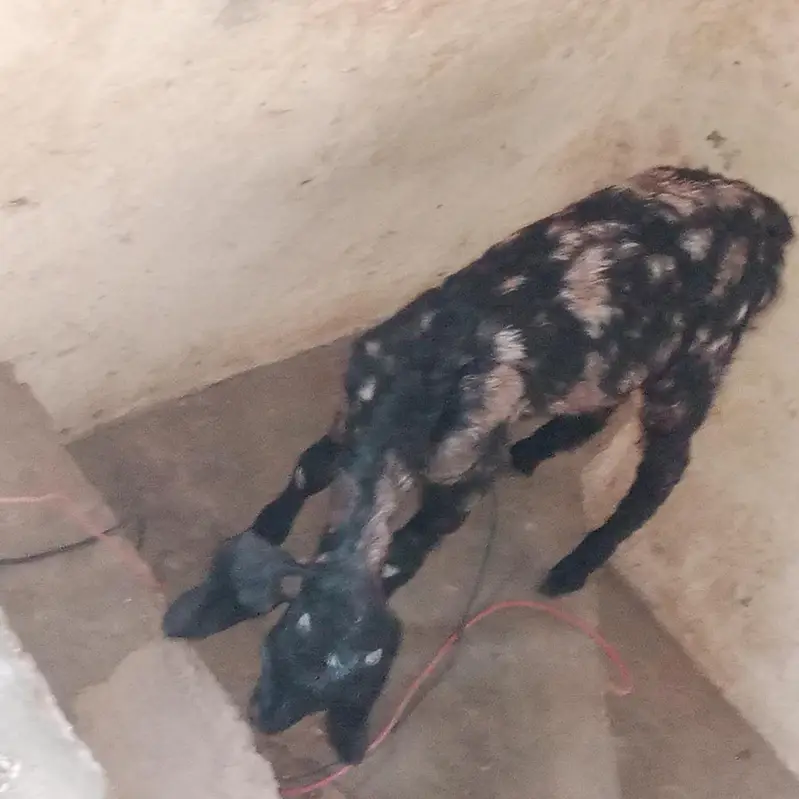 Beautiful 6-Month Female Goat (Makhi Cheeni / Beetal Cross) — photo 8