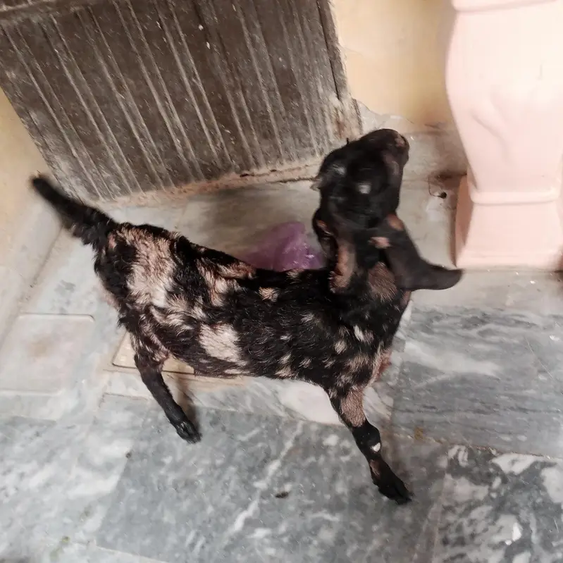 Beautiful 6-Month Female Goat (Makhi Cheeni / Beetal Cross) — photo 9