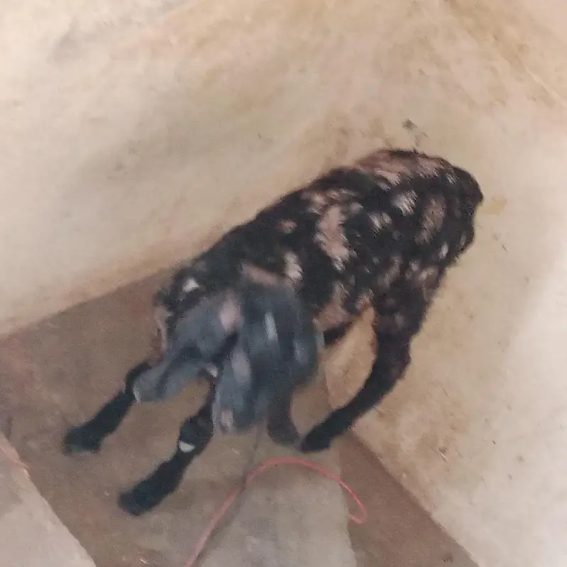 Beautiful 6-Month Female Goat (Makhi Cheeni / Beetal Cross) — photo 10