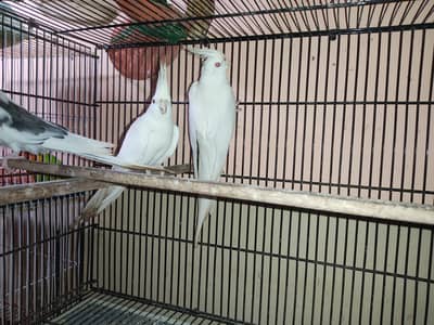 Ino cockatiel red eye pair for sale.