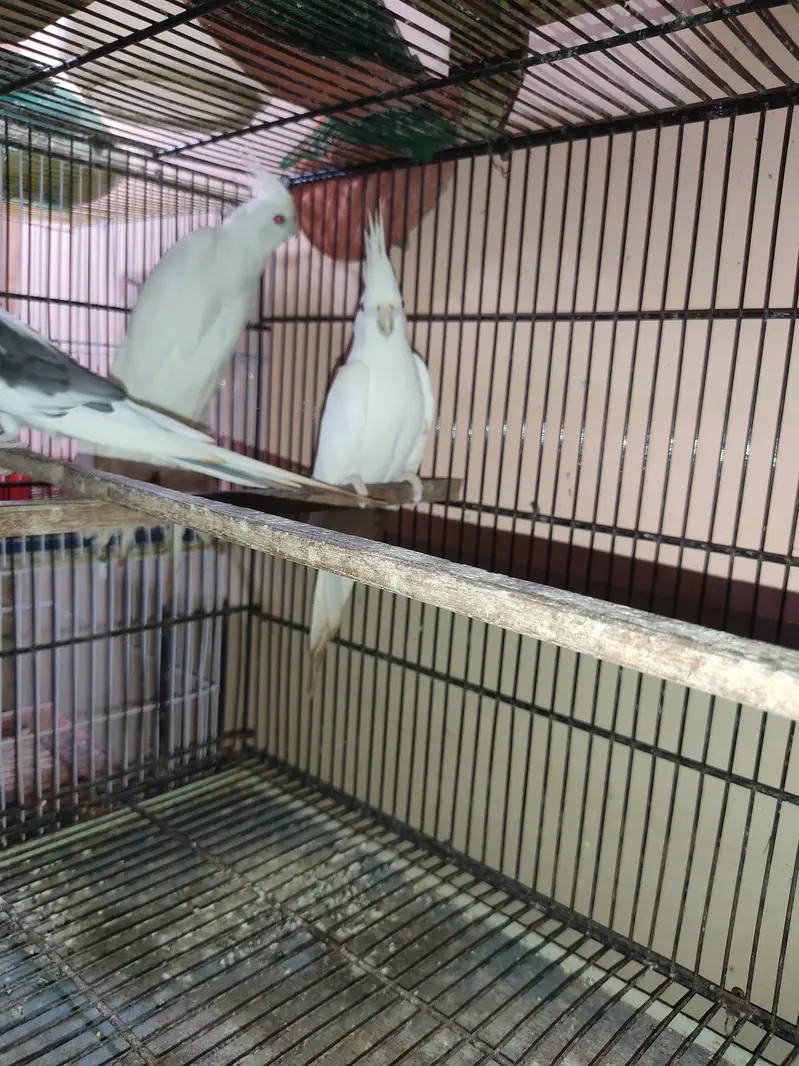 Ino cockatiel red eye pair for sale. — photo 2