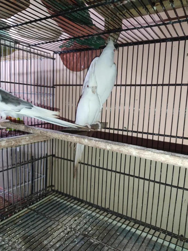 Ino cockatiel red eye pair for sale. — photo 3