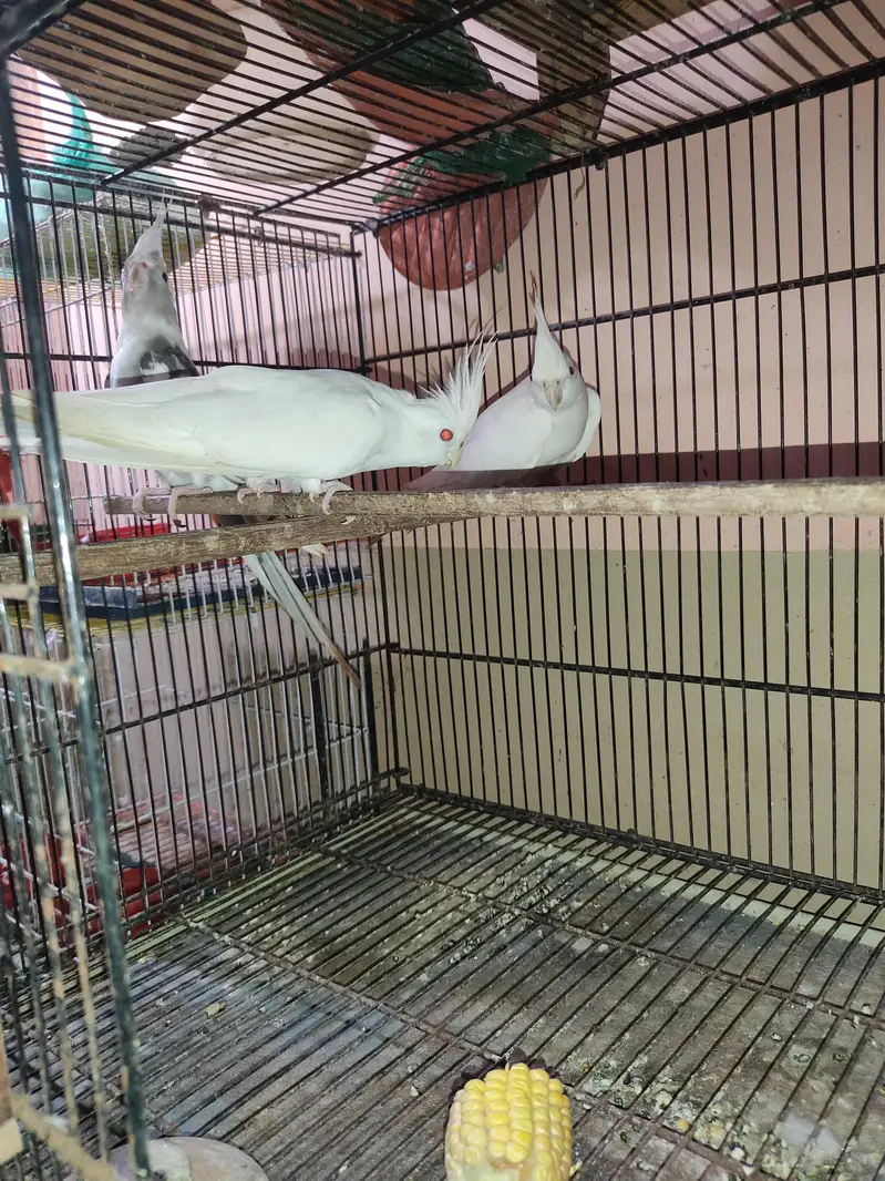 Ino cockatiel red eye pair for sale. — photo 4