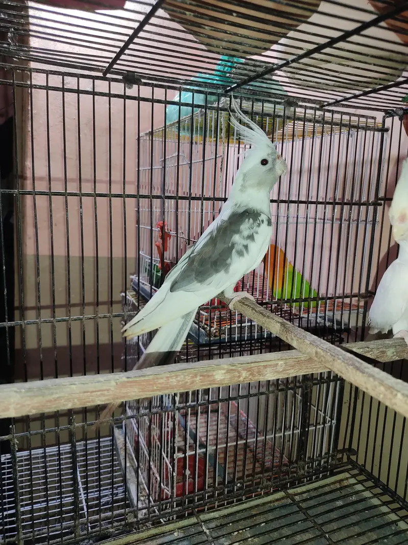 Ino cockatiel red eye pair for sale. — photo 5