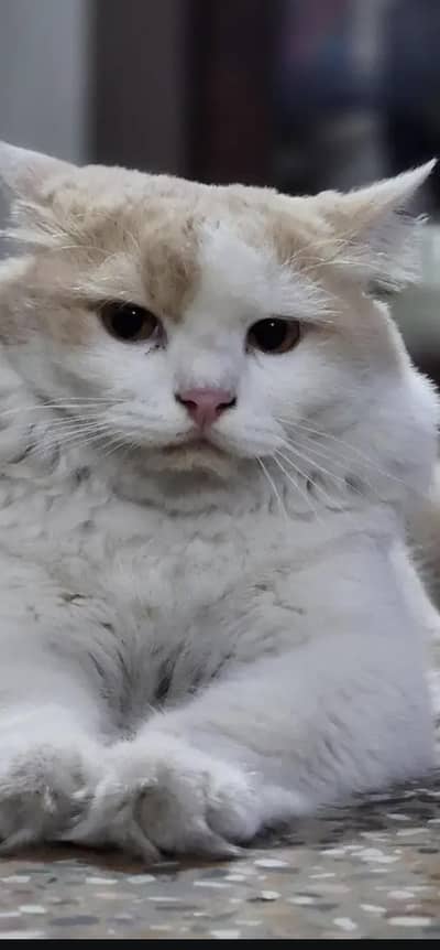 Persian Cat